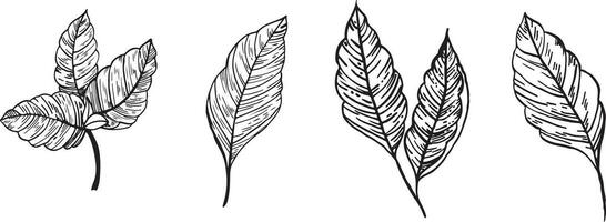minimalisme vecteur branches. graphique feuilles pour tatouages, invitations. noir et blanc feuilles. ensemble ligne art. vecteur illustration de l'automne feuilles. citron feuilles vecteur