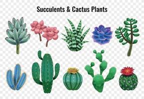 ensemble de plantes de cactus succulentes