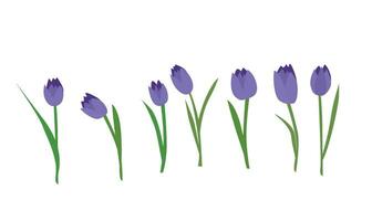 tulipe fleur vecteur illustration. violet tulipe vecteur. printemps fleur. floral agrafe art. la nature concept. fleurs et les plantes. plat vecteur dans dessin animé style isolé sur blanc Contexte.