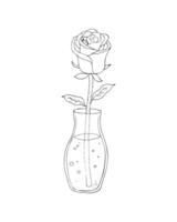 verre vase avec une Rose isolé sur une blanc Contexte. Rose dans une verre bol avec l'eau. intérieur élément. 8 mars, mère ou la Saint-Valentin journée. main tiré floral illustration. vecteur