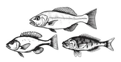 ensemble de poisson esquisser main tiré gravure style vecteur illustration