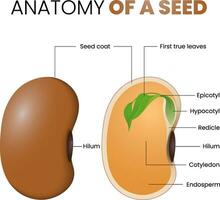 illustration de haricot la graine anatomie vecteur