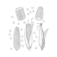 le maïs sucré. légumes dessinés à la main de vecteur isolés
