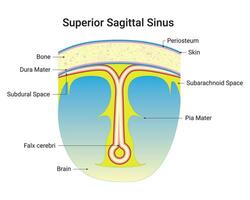 supérieur sagittal sinus science conception vecteur illustration diagramme