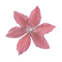 vecteur rouge jardin clématite fleur main tiré dans aquarelle. floral élément à créer décor, impressions dans ancien, victorien et boho style.