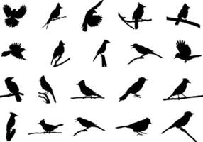 bleu geai silhouette, bleu geai des oiseaux silhouette, des oiseaux silhouette, bleu geai vecteur illustration