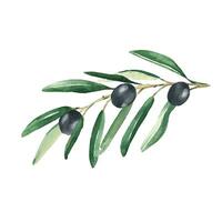 olive branche avec noir Olives. aquarelle main tiré botanique illustration. pouvez être utilisé pour cartes, menu et logos. pour cosmétique ou nourriture emballage conception vecteur
