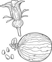 pastèque botanique coloration livre pour éducation et mental santé vecteur