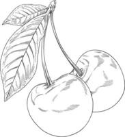 Cerise fruit main tiré illustration vecteur