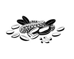 icône d'arachide noire sur blanc. vecteur