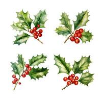 ensemble de Noël décoratif éléments - houx baie branches avec feuilles et baies. vecteur