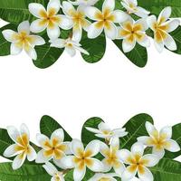 bordure tropicale de plumeria vecteur