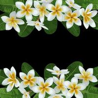 bordure tropicale de plumeria vecteur