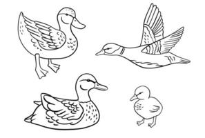 permanent monochrome bébé canard. en volant canard. vecteur ligne illustration étang des oiseaux ensemble isolé sur blanc Contexte. caneton
