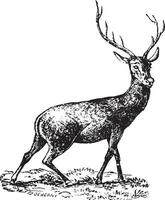 cerf, ancien gravure. vecteur