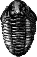 le Roi de primordial mers, trilobite calymène, ancien gravure. vecteur