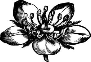 agrimony fleur, ancien gravure. vecteur
