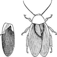 insecte de le carbonifère ère, Blattine helvétique, ancien gravure. vecteur