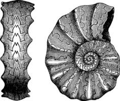 ammonites triasique, ancien gravure. vecteur