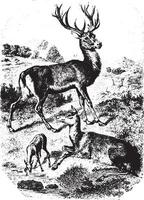 cerfs et renne, ancien gravure. vecteur