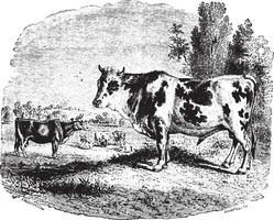 vaches sur champ, ancien gravure. vecteur