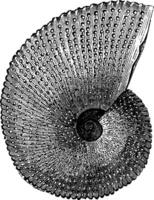 ammonite aon, ancien gravure. vecteur