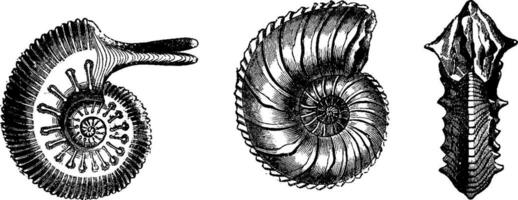 céphalopodes de le jurassique période, ancien gravure. vecteur