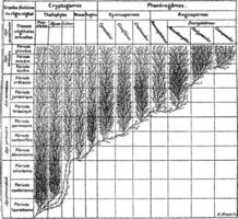 famille arbre de le plante Royaume, ancien gravure. vecteur