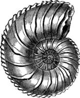 ammonite margaritas, ancien gravure. vecteur