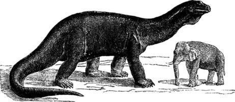 atlantosaure, le le plus grand animaux déjà à exister, ancien gravure. vecteur