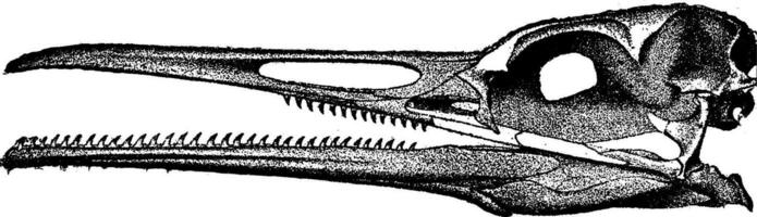 des oiseaux tête dent, ancien gravure. vecteur