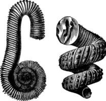 céphalopode ammonites de le crétacé période, ancien gravure. vecteur