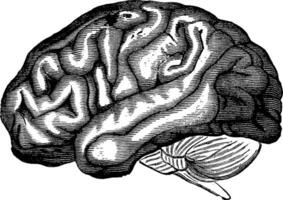 cerveau hottentot Vénus, ancien gravure. vecteur