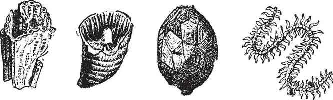 mollusques, ancien gravure. vecteur