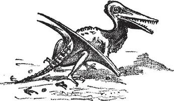 rhamphorhynchus restauré de mentir et oolithe, ancien gravure. vecteur