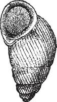 cyclostomie Arnoldi, ancien gravure. vecteur