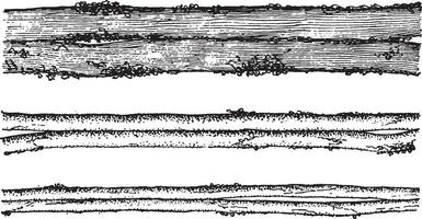 bombe mori-esclavagiste, bave le pernyi anthérée, grossissement, ancien gravure. vecteur