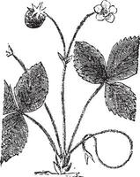 fraise, ancien gravure. vecteur