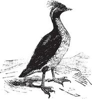 guillemot, ancien gravure. vecteur