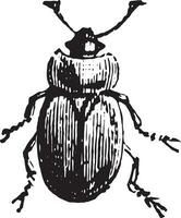 sève scarabée, ancien gravure. vecteur