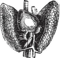 cœur et poumons, ancien gravure. vecteur
