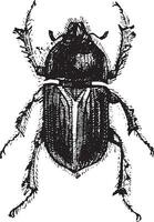 géotrupes, ancien gravure. vecteur