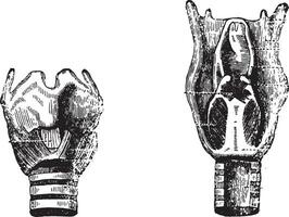 figure 1- de face affronter, figure 2- postérieur surface, ancien gravure. vecteur