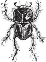 forage de terre bouse scarabée ou léthrus spp. vecteur