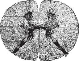 section de le spinal corde, ancien gravure. vecteur