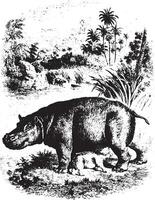 hippopotame, ancien gravure. vecteur