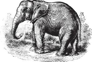 éléphant, ancien gravure. vecteur