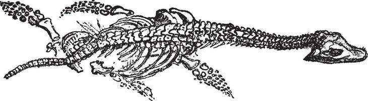 squelette de le plésiosaure avec grand diriger, Lyme regis mensonges, ancien gravure. vecteur