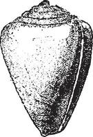 conus mercati, ancien gravure. vecteur