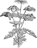 clématite Stanleyia ancien illustration. vecteur
